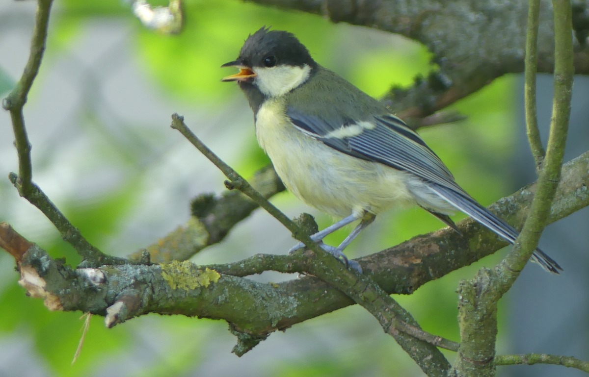 Kohlmeise © Dr. Ekkehard Bahlo
