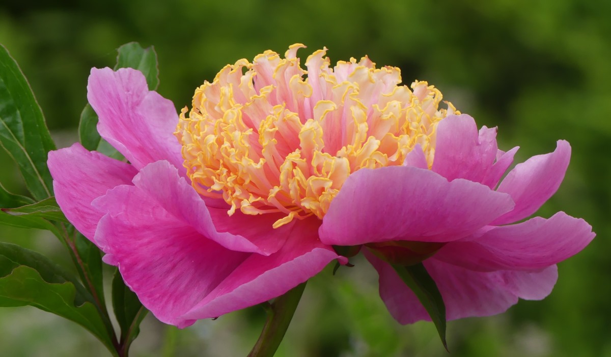 Paeonia lactiflora 'Doreen' (Sass 1949) © Dr. Ekkehard Bahlo
