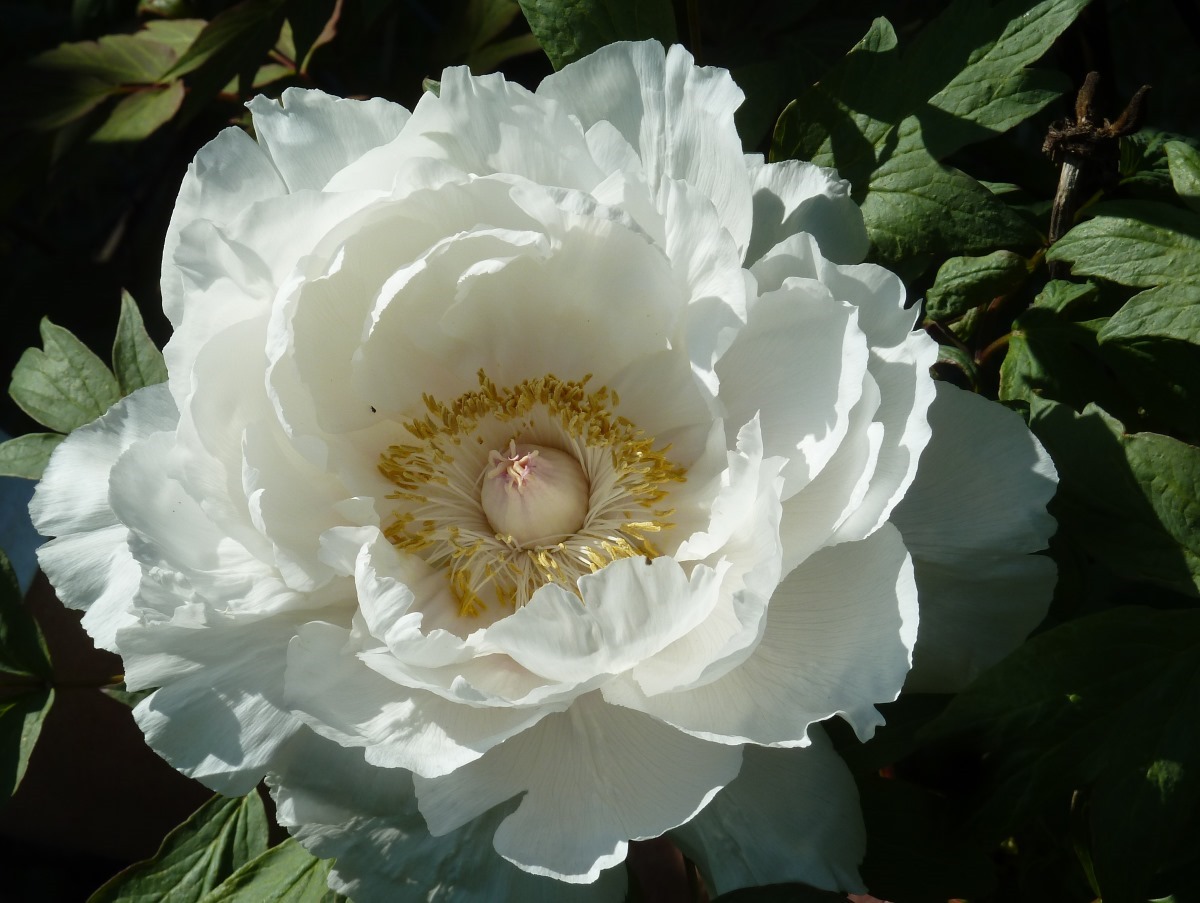 Paeonia suffruticosa 'Yuki Zasa' (Japan) © Dr. Ekkehard Bahlo
