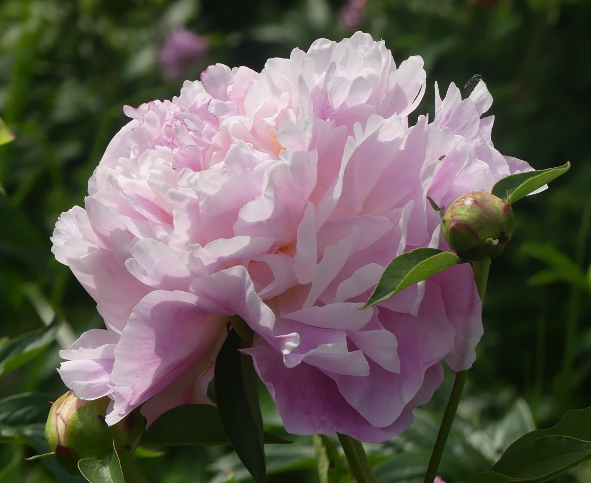 Paeonia lactiflora 'Angelika' (Züchter: Reinhilde Frank) © Dr. Ekkehard Bahlo