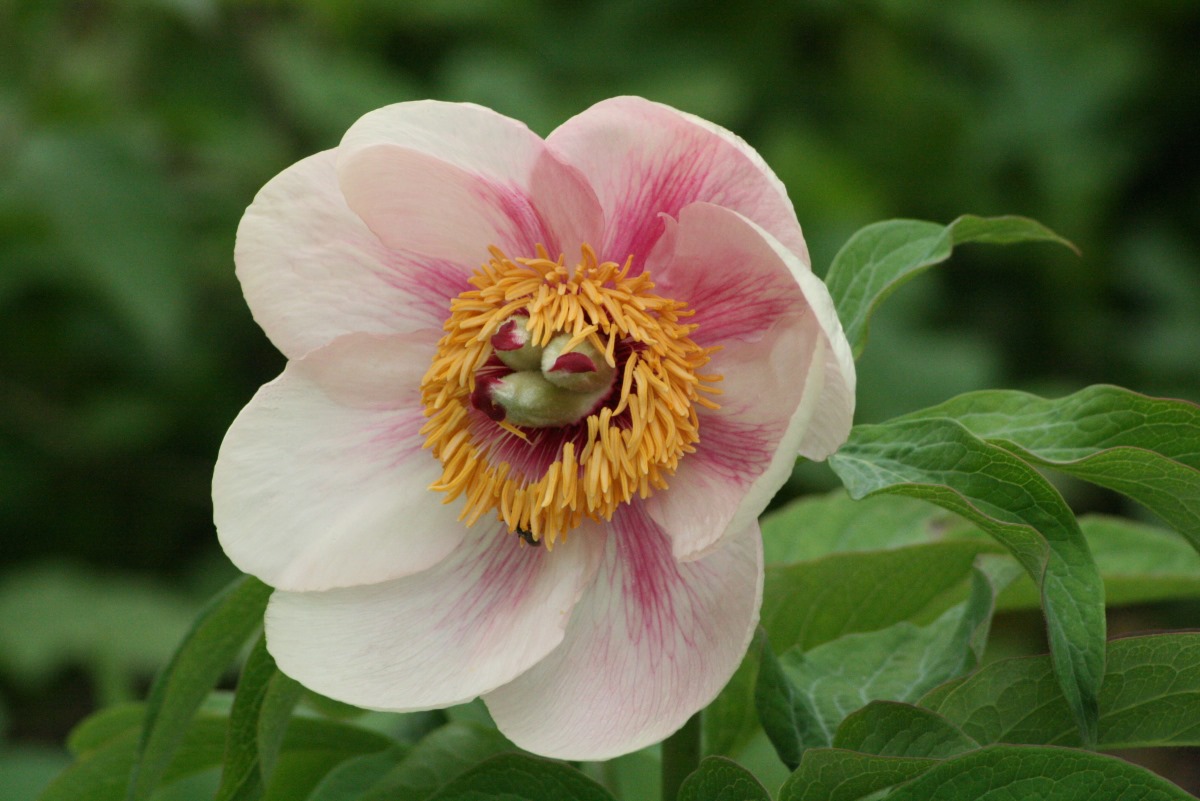 Paeonia mlokosewitchii Hybr. (Züchter Reinhilde Frank) © Dr. Ekkehard Bahlo