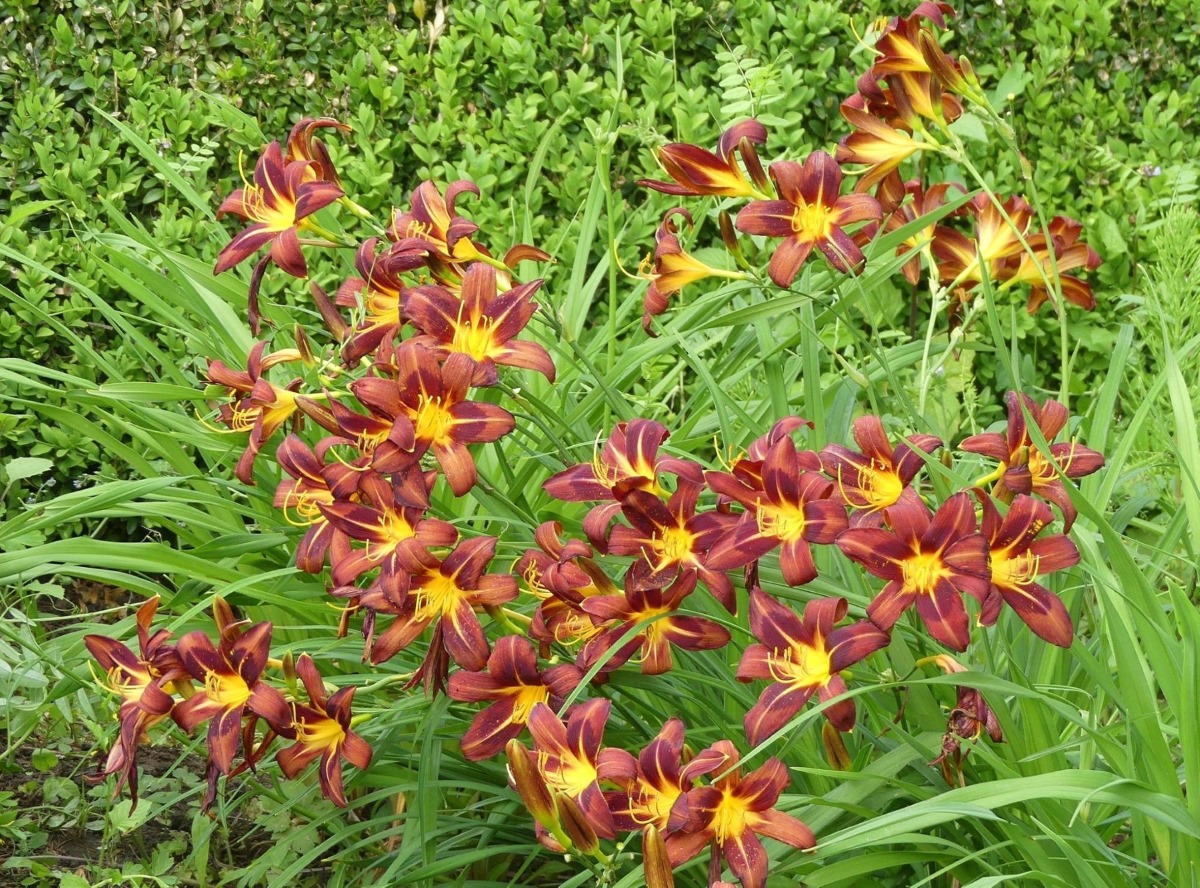 Hemerocallis Hybr. ‚Brunette‘ © Dr. Ekkehard Bahlo
