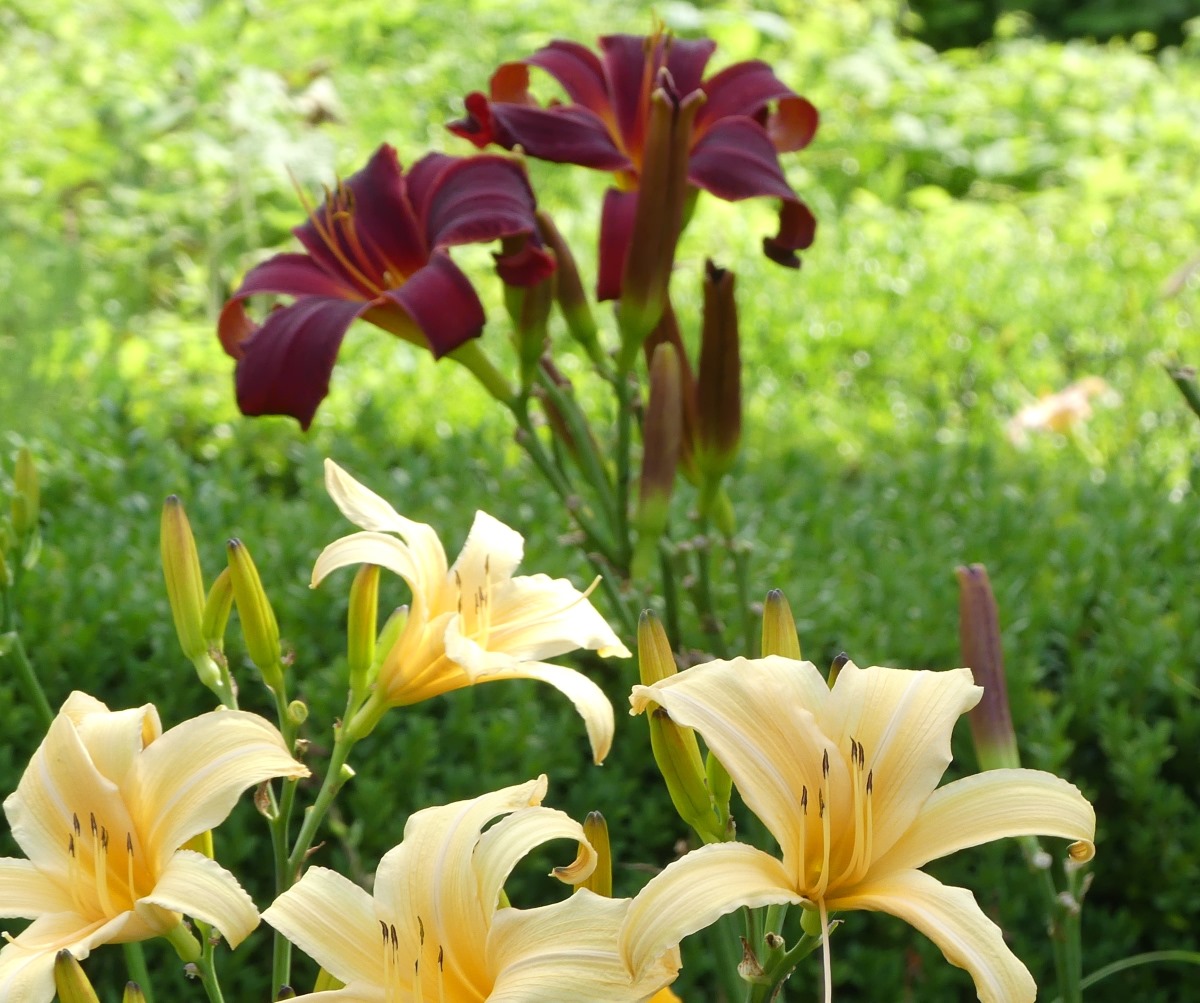Hemerocallis Hybr. Slg. rot und apricot Spiderr © Dr. Ekkehard Bahlo