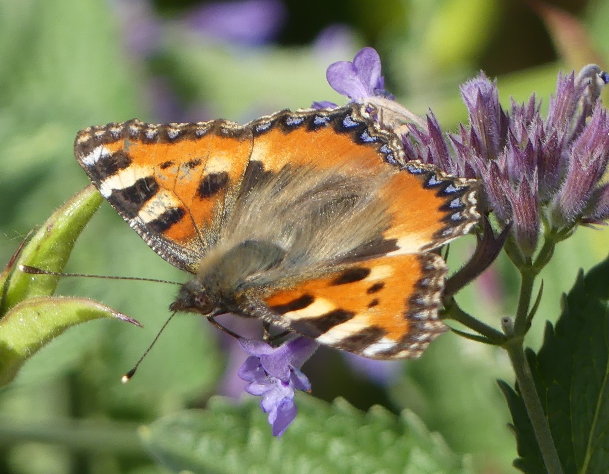 Schmetterling © Dr. Ekkehard Bahlo