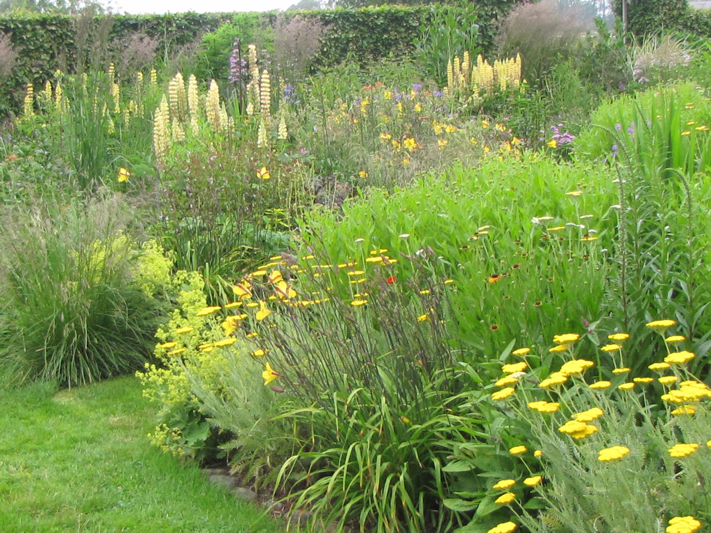 Staudenbeet mit Lupinen und Schafgarbe