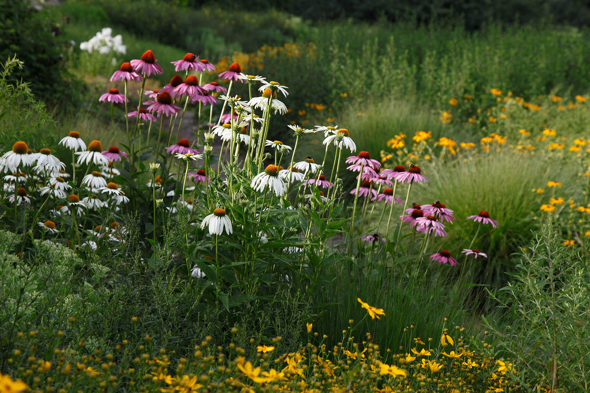Echinacea