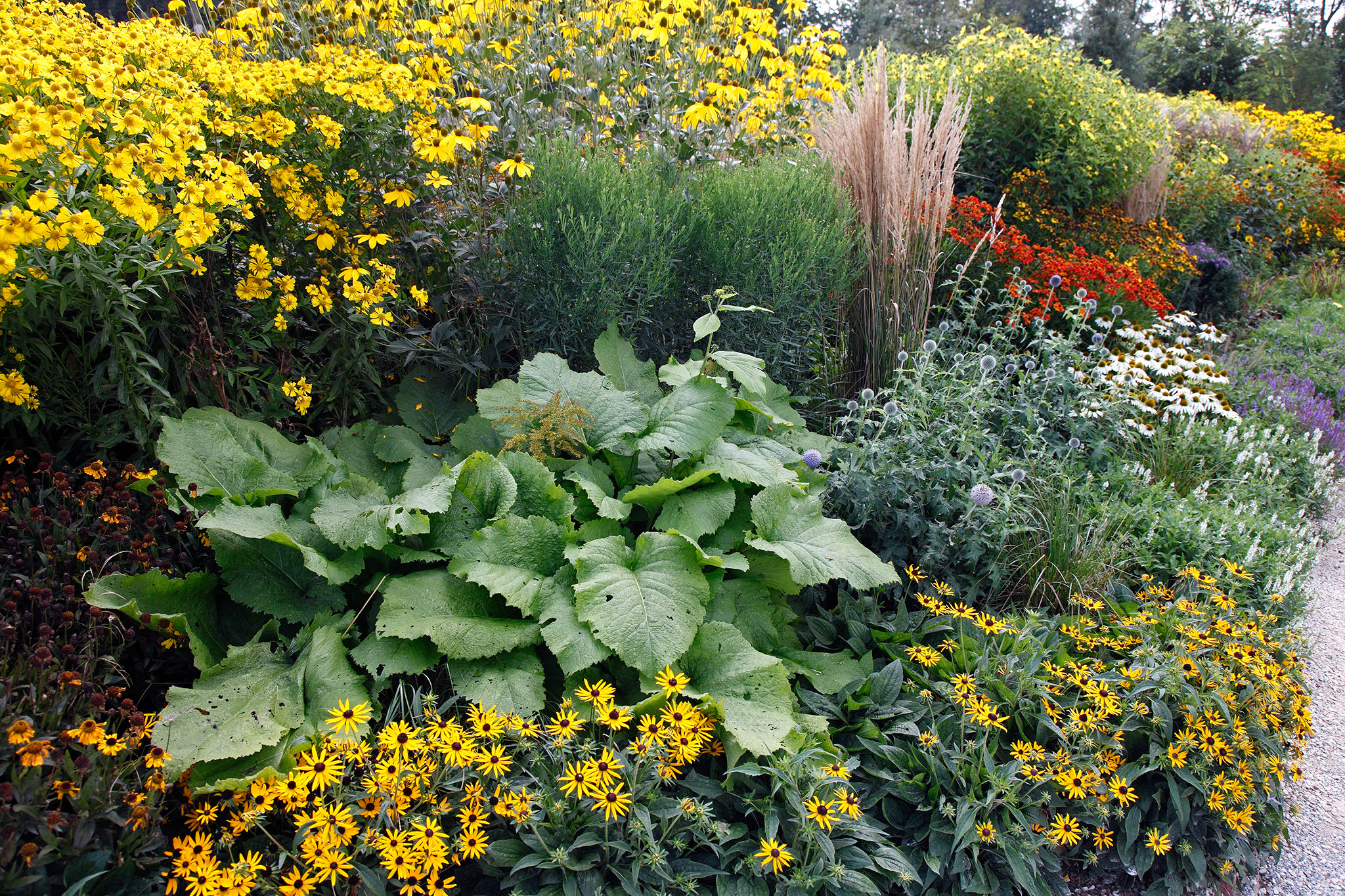 Spätsommerbeet mit Mädchenauge, Sonnenhut und anderen, Foto: Martin Staffler
