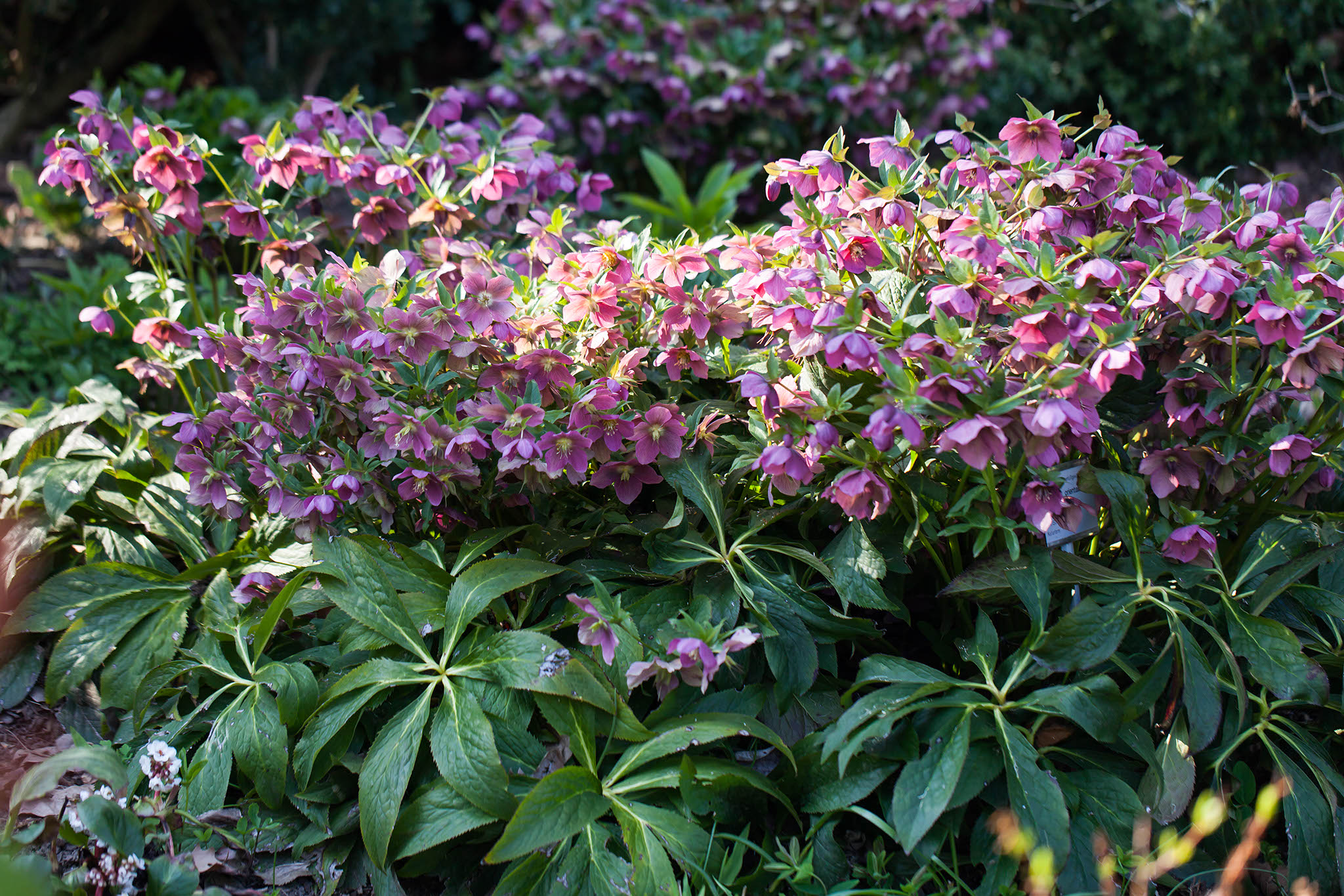 Helleborus Red Lady