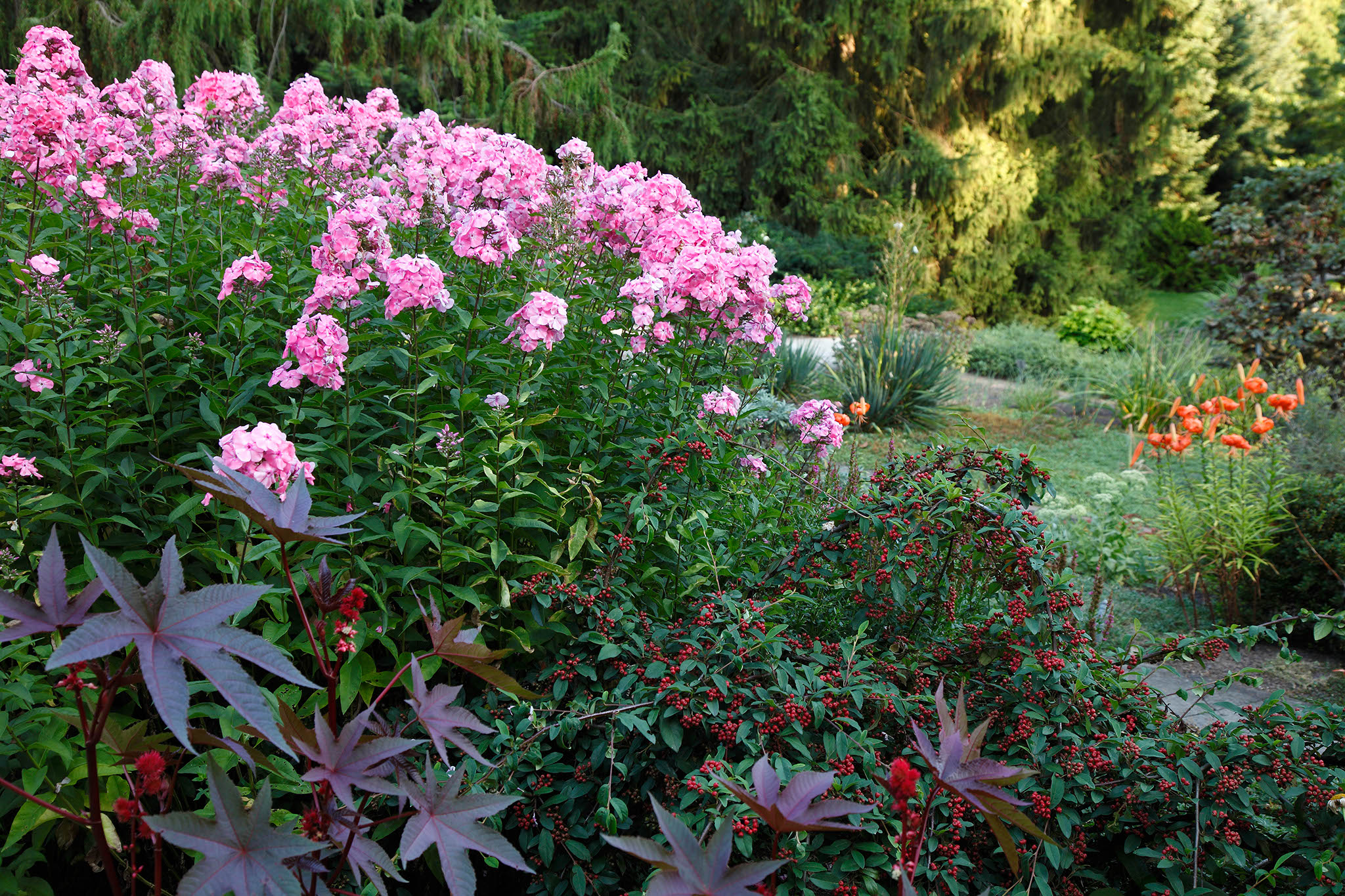 Phlox