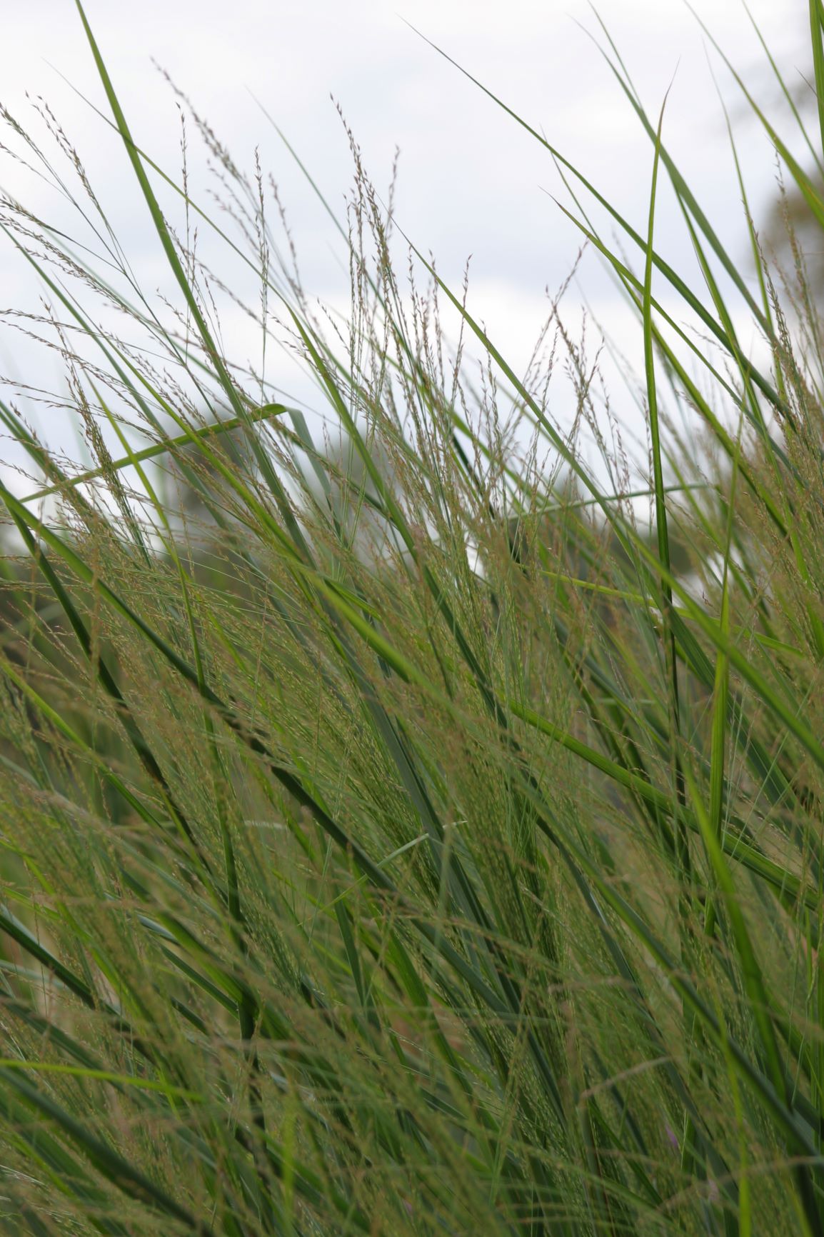 Panicum Cloud Nine