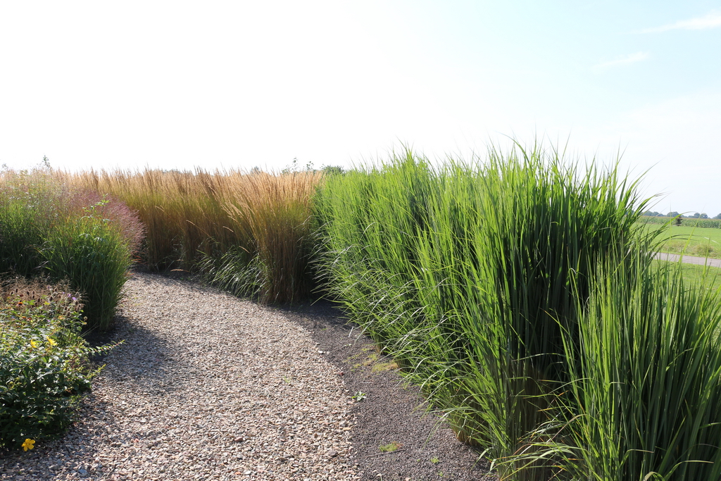 Panicum Northwind