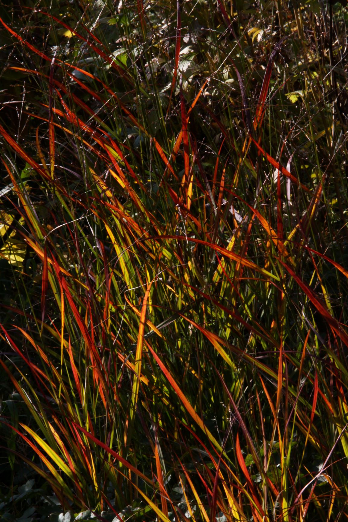 Panicum Rotstrahlbusch