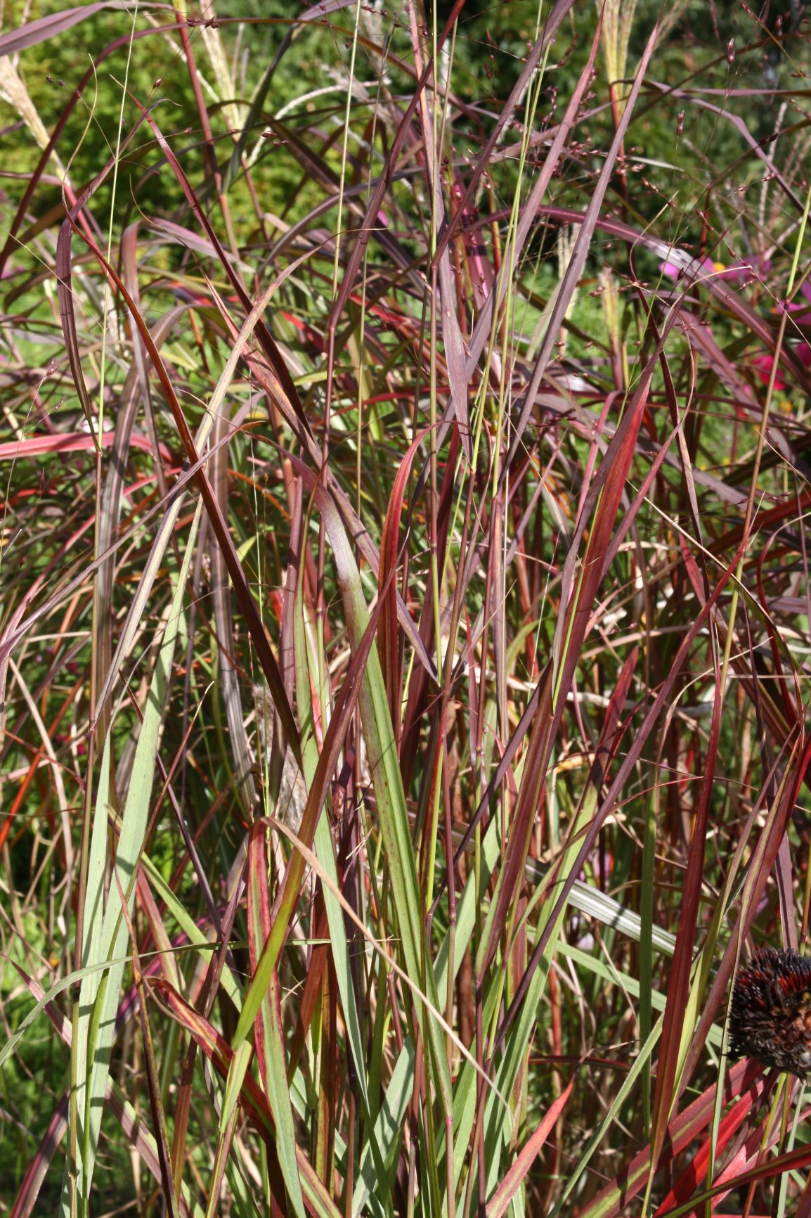 Panicum Shenandoah
